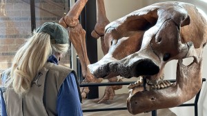 Shelley Carney examines a mammoth skull